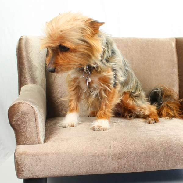 Kleintiersofa "Mary" – Bild 2