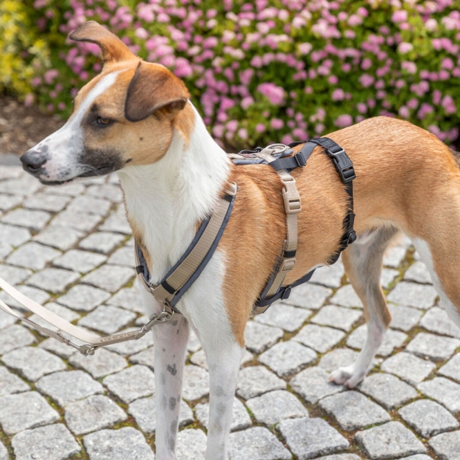 Trixie Panik-Adapter Stay für Geschirre – Bild 6
