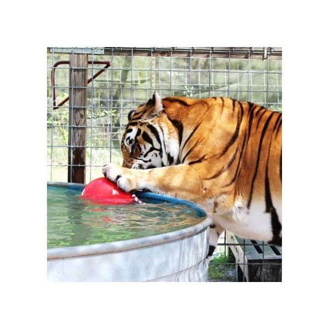 Tuggo Ball - 10 Inch (ca. 25 cm) - von Tigern getestet! – Bild 4