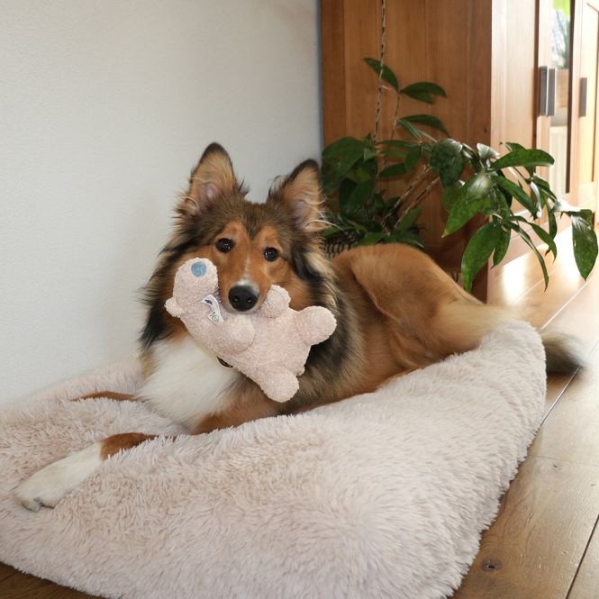 D&D Hundespielzeug Banjo Teddystoff - beige – Bild 4