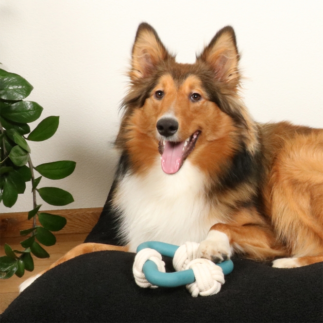 D&D Hundespielzeug Milou - lagoon – Bild 3