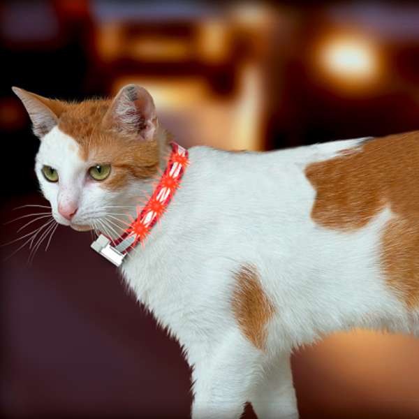 Karlie LED Katzenhalsband – Bild 2