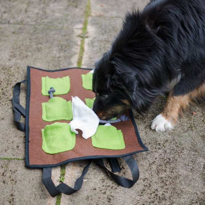 PROCYON Action-Schnüffelmatte – Bild 4