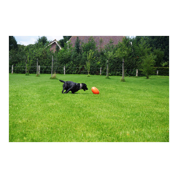 Dog Comets Pan-Stars Treibei – Bild 4