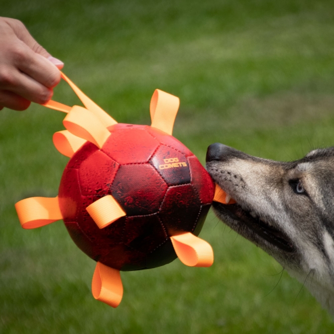 Dog Comets Ball Hypernova – Bild 4