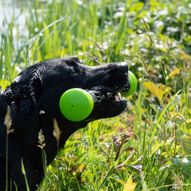 Dog Comets Meteor Wurfstock – Bild 7