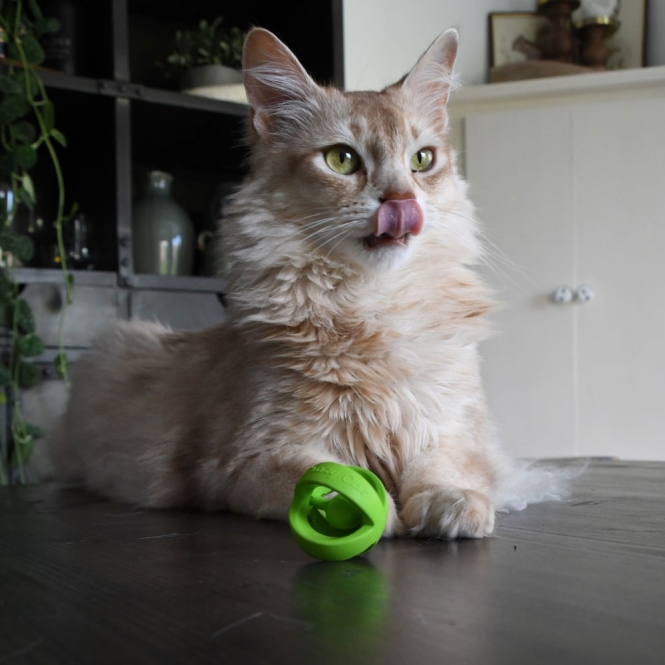 Crazy Cat Wacky Wobbler Grün – Bild 4