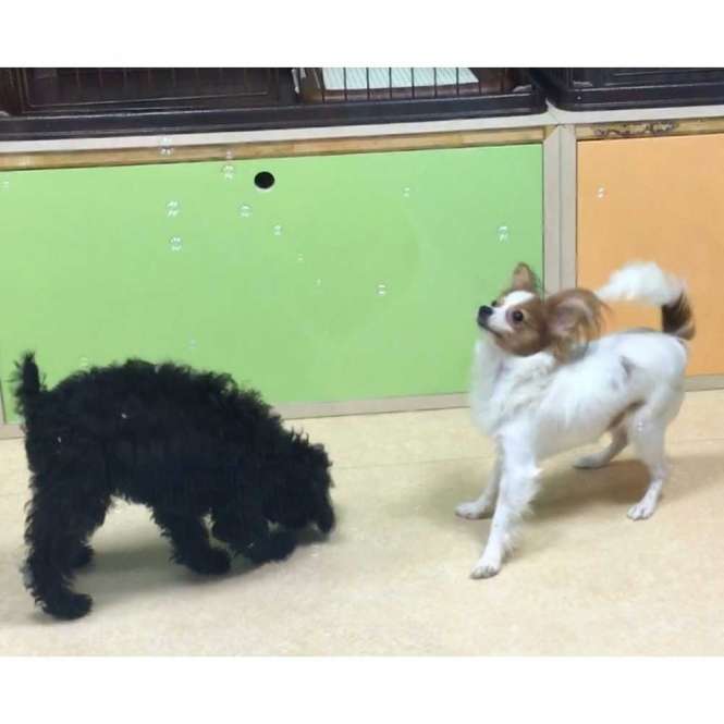 Pet Qwerks Doggy IcrediBubbels - Seifenblasen – Bild 4
