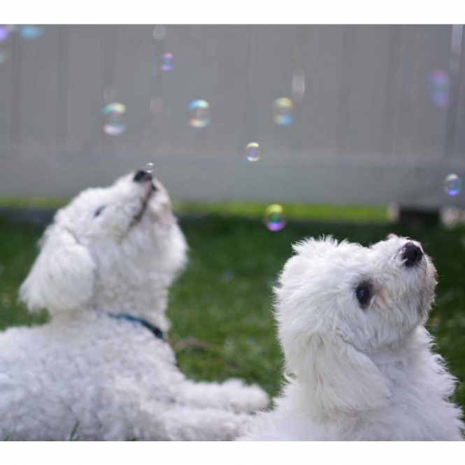 Pet Qwerks Doggy IcrediBubbels - Seifenblasen – Bild 5