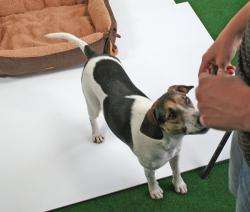Pet-Star Bett/Kissen NEVADA, 72 cm – Bild 3