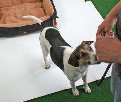 Pet-Star Bett/Kissen NEVADA, 72 cm – Bild 6