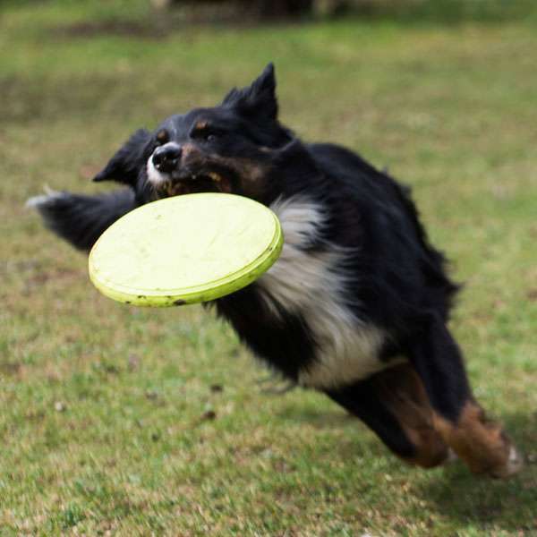 PROCYON TPR Frisbee – Bild 3