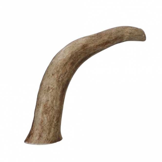 Viking Antler Hard Rothirschgeweih – Bild 2