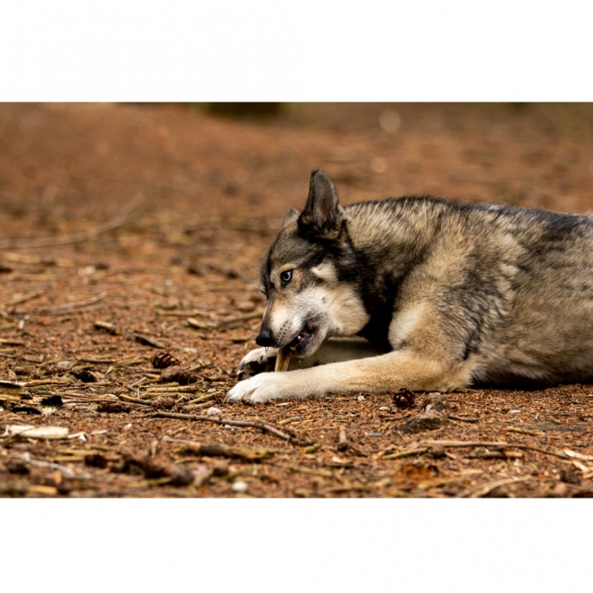 Viking Antler Hard Rothirschgeweih – Bild 5