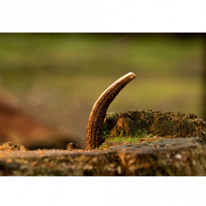 Viking Antler Hard Rothirschgeweih – Bild 6