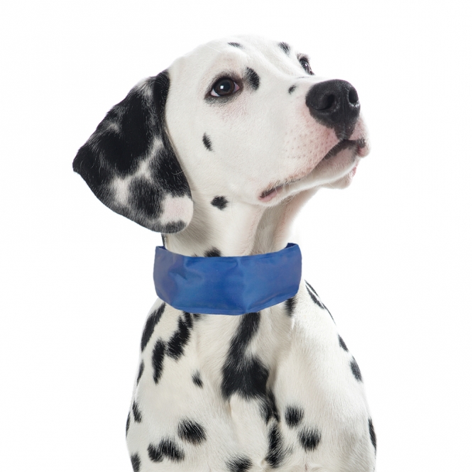 PROCYON Kühl-Bandana für Hunde – L